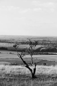 Bare tree on field against sky