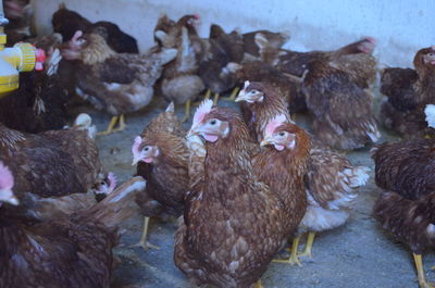 Flock of laying chicken in a farm