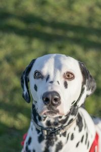 Close-up portrait of dog