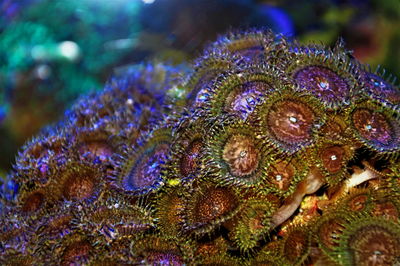 Close-up of coral in sea