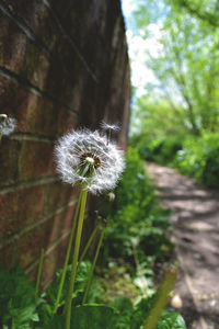 Close-up of dandelion flower