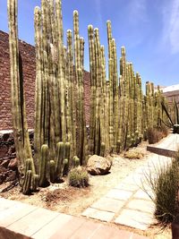 Cactus plants on field against sky