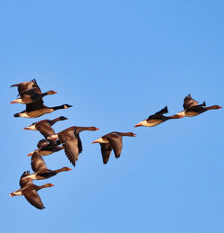 Low angle view of birds flying against clear blue sky