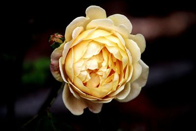 Close-up of rose flower against black background