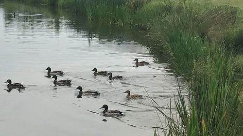 View of birds swimming in lake