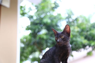 Close-up portrait of cat looking at camera