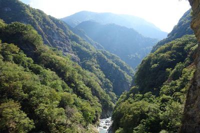 Scenic view of forest against sky