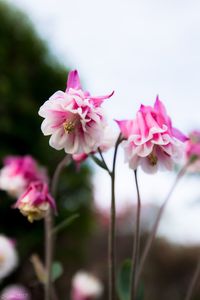 Close-up of pink flowers blooming against sky