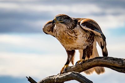 Close-up of a bird