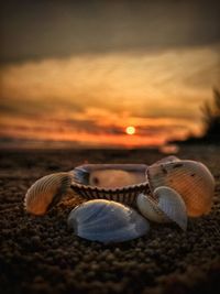 Close-up of shells on beach against sky during sunset