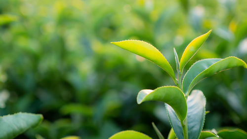 Close-up of fresh green plant