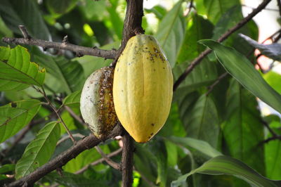 Close-up of fruit growing on tree