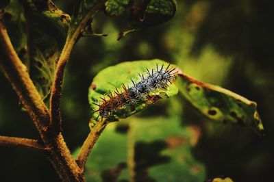 Close-up of insect on plant