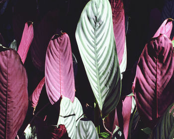 Pink sunny leafs 