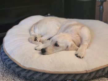 Close-up of dog sleeping on bed