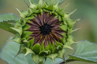 Close-up of flowering plant