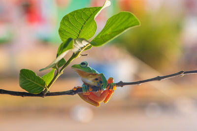 Close-up of berries growing on plant