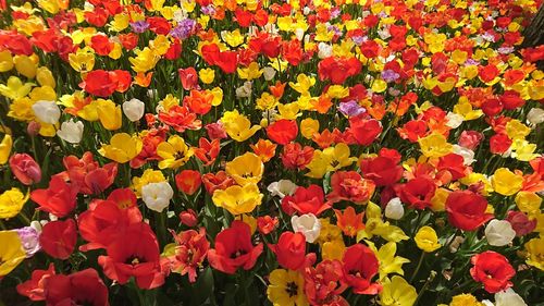 Full frame shot of multi colored flowers blooming on field