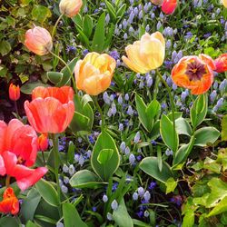 Close-up of orange flowering plants