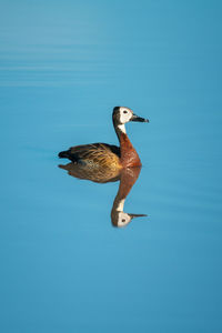 Duck swimming in lake