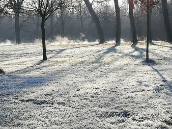 Trees on snow covered field
