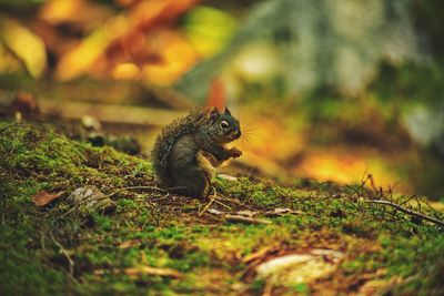 Close-up of squirrel on field