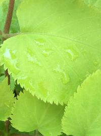 Close-up of fresh green leaf