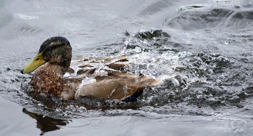 Close-up of duck swimming in lake