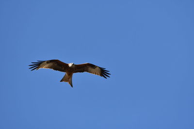 Low angle view of eagle flying in sky