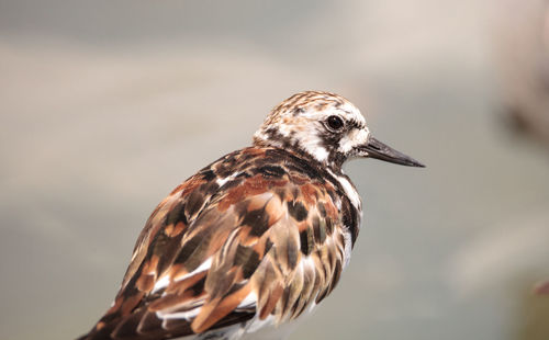 Nesting ruddy turnstone wading bird arenaria interpres along the shoreline of barefoot beach