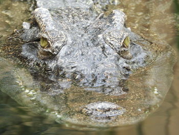 Close-up of turtle swimming in water