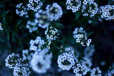 Close-up of white flowering plant