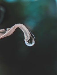 Close-up of rain drop on a flower petal