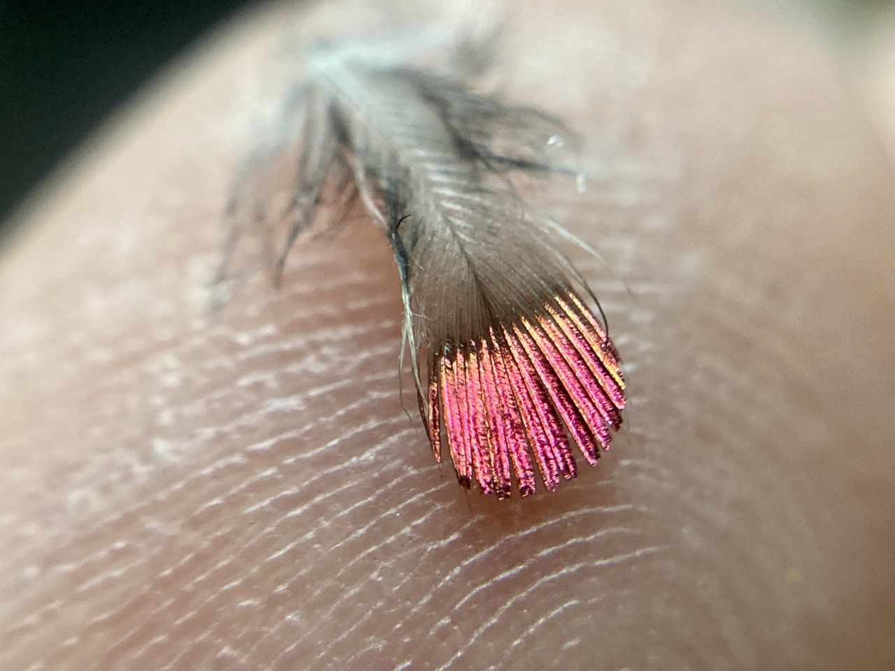 CLOSE-UP OF INSECT ON PINK LEAF