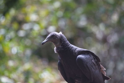 Closeup portrait side on of black vulture coragyps atratus transpantaneira, pantanal, brazil.