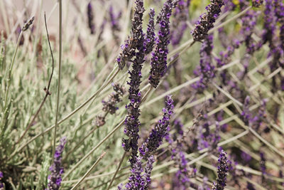 Close-up of purple flowering plants on field