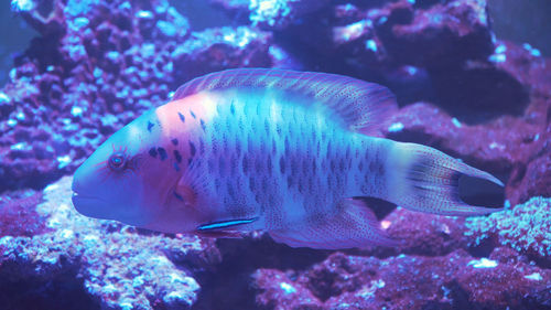 Fish and coral reef. tropical fish on a coral reef. wonderful and beautiful underwater world 