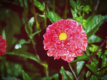 Close-up of pink flowers