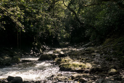 Scenic view of waterfall in forest