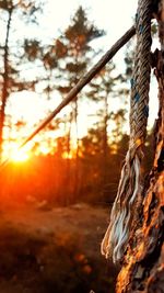 Close-up of tree against sky during sunset