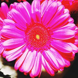 Close-up of pink flower