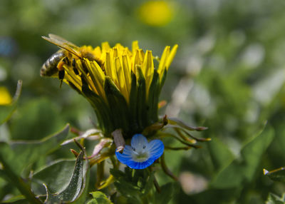 Close-up of honey bee on purple flowering plant