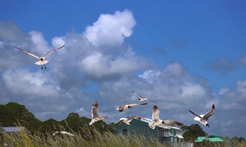 Low angle view of seagulls flying against sky