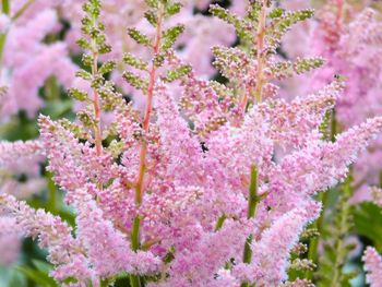 Close-up of pink flowering plant