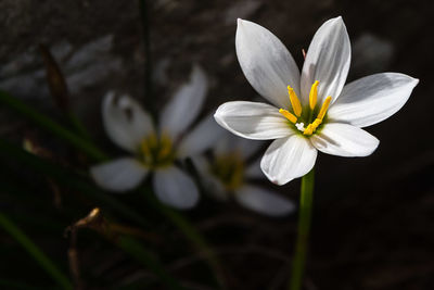 Close-up of white frangipani blooming outdoors