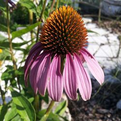 Close-up of pink flower