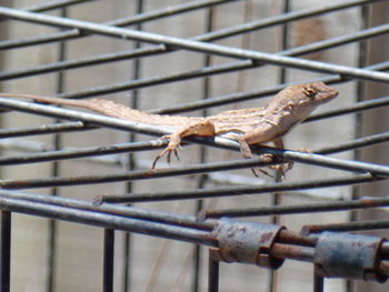 Close-up of lizard on metal grate