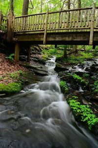 Stream flowing through forest