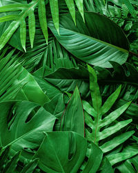 Full frame shot of green leaves