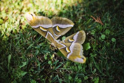 Close-up of mushroom on grass